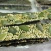 TAIWAN PUMPKIN SEEDS SEAWEED CHIPS 3PKTS 南瓜籽海苔脆片 40g 三包裝