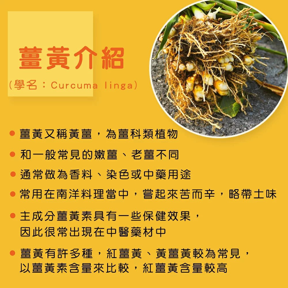 TUREMERIC CONCENTRATED GRAIN （BLACK PEPPER ADDED）薑黃黑胡椒粒 100g